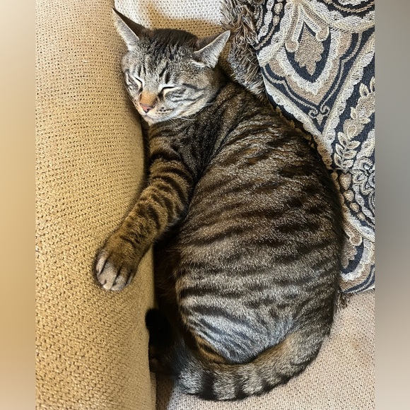 Funny Cat Photos! - Picture 14 of 15